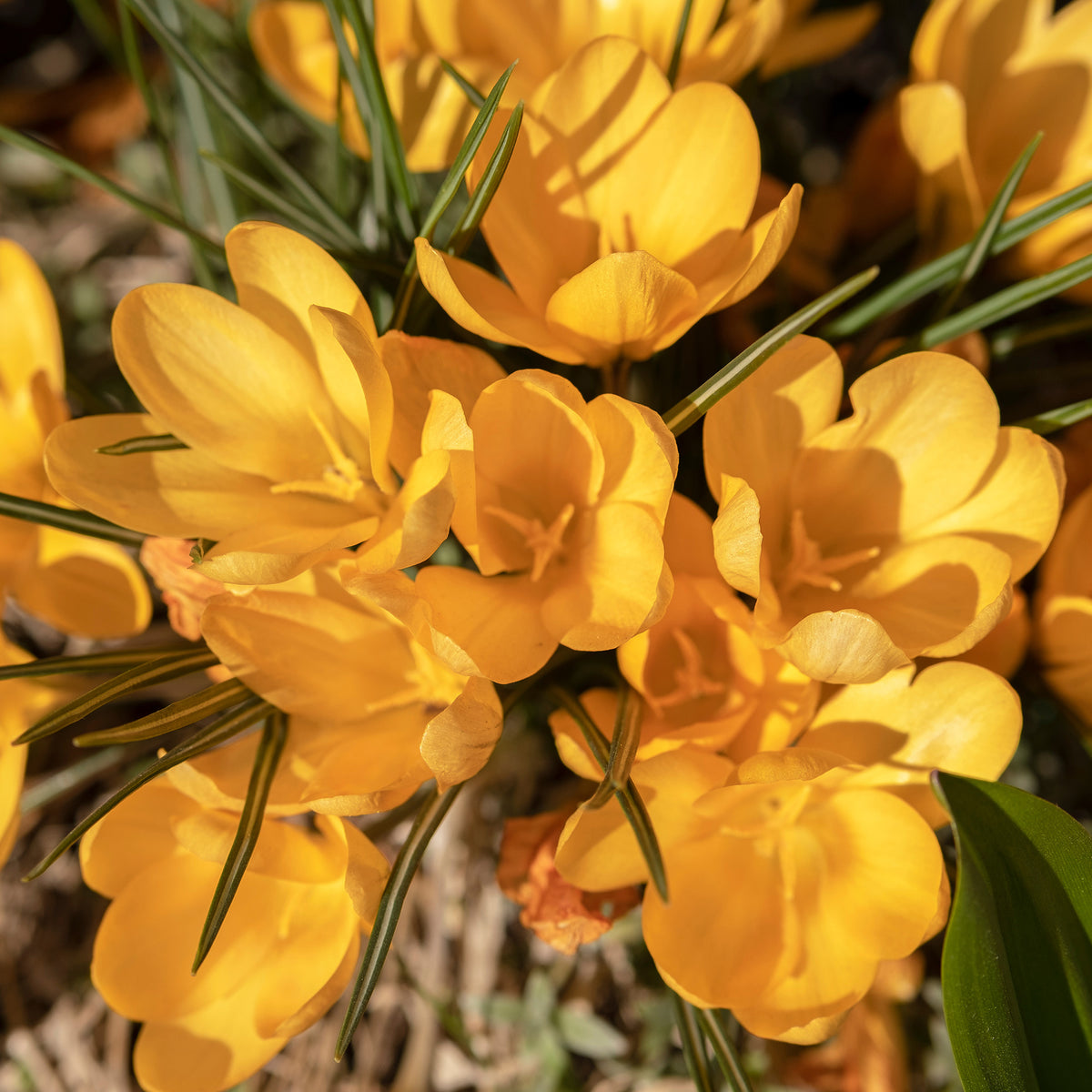 Grootbloemige Gele Krokussen (x15) - Crocus vernus yellow Mammoth - Willemse