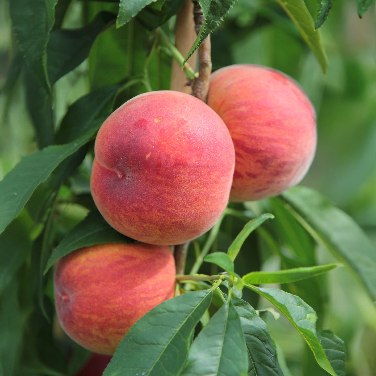 Mini Perzik 'Suncrest' - Willemse