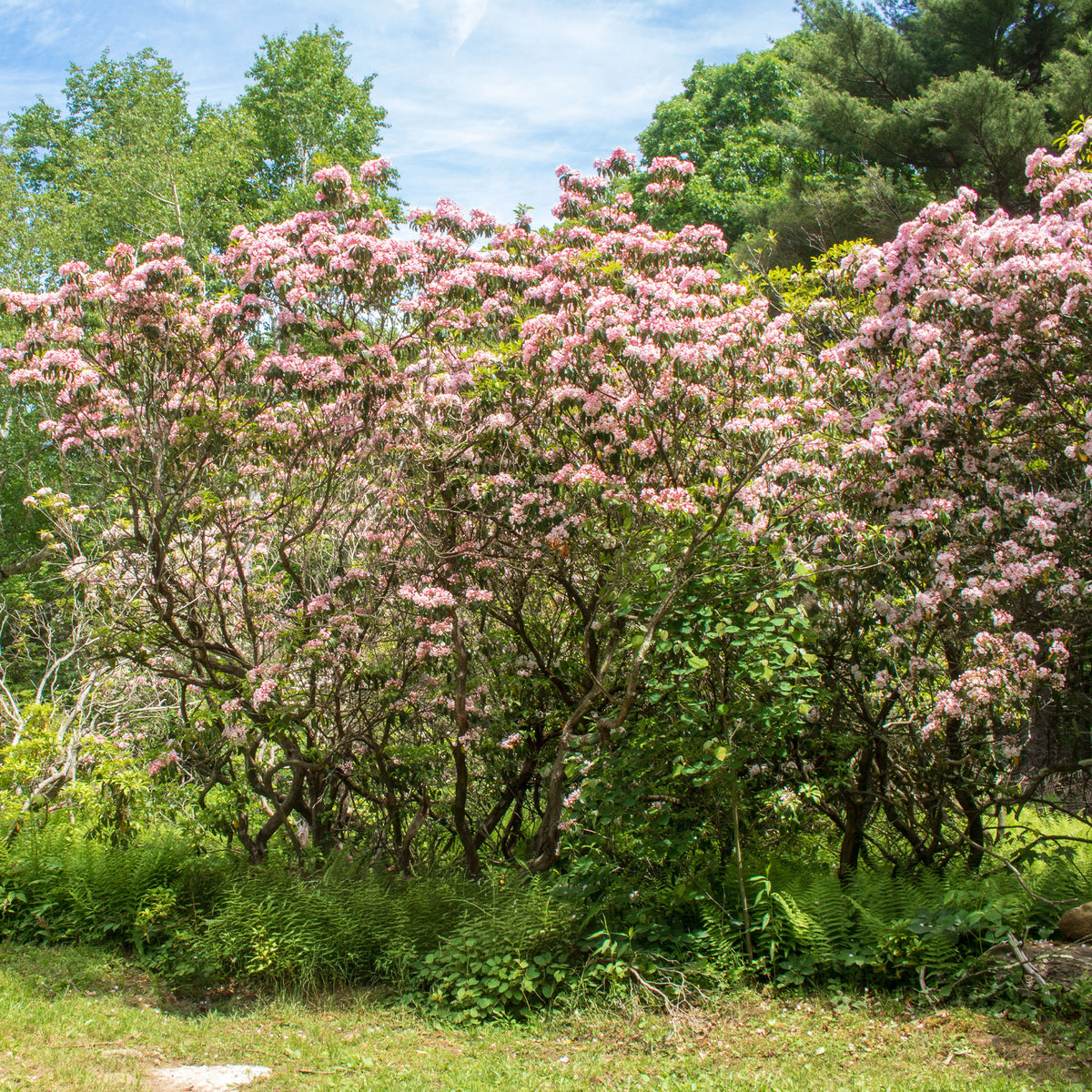 Kalmia latifolia - Breedbladige lepelboom - Wintergroene planten