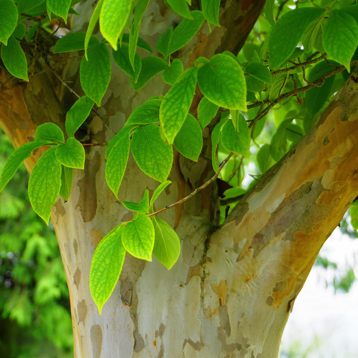Verkoop Schijncamelia - Stewartia pseudocamellia