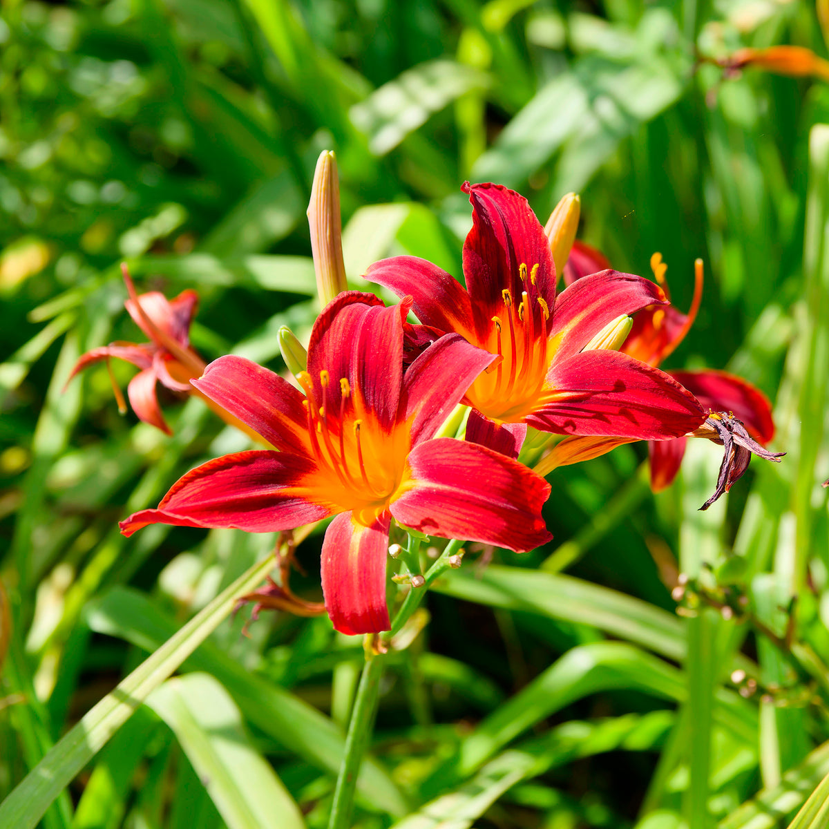Daglelie Crimson Pirate - Hemerocallis Crimson Pirate - Willemse
