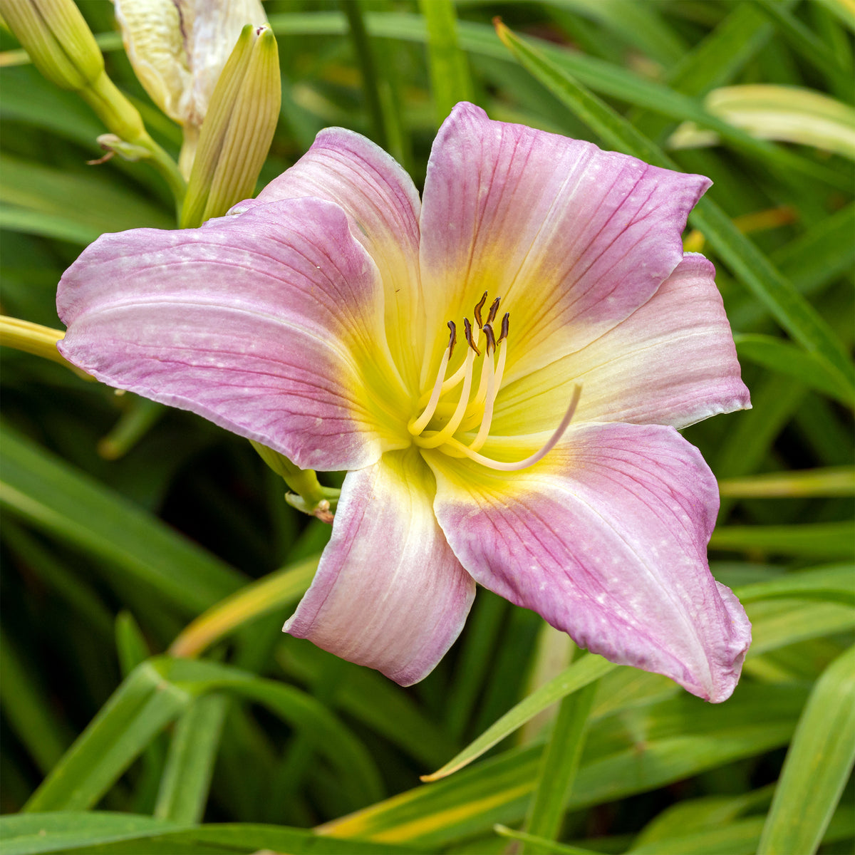 Daglelie 'Catherine Woodbery' - Willemse