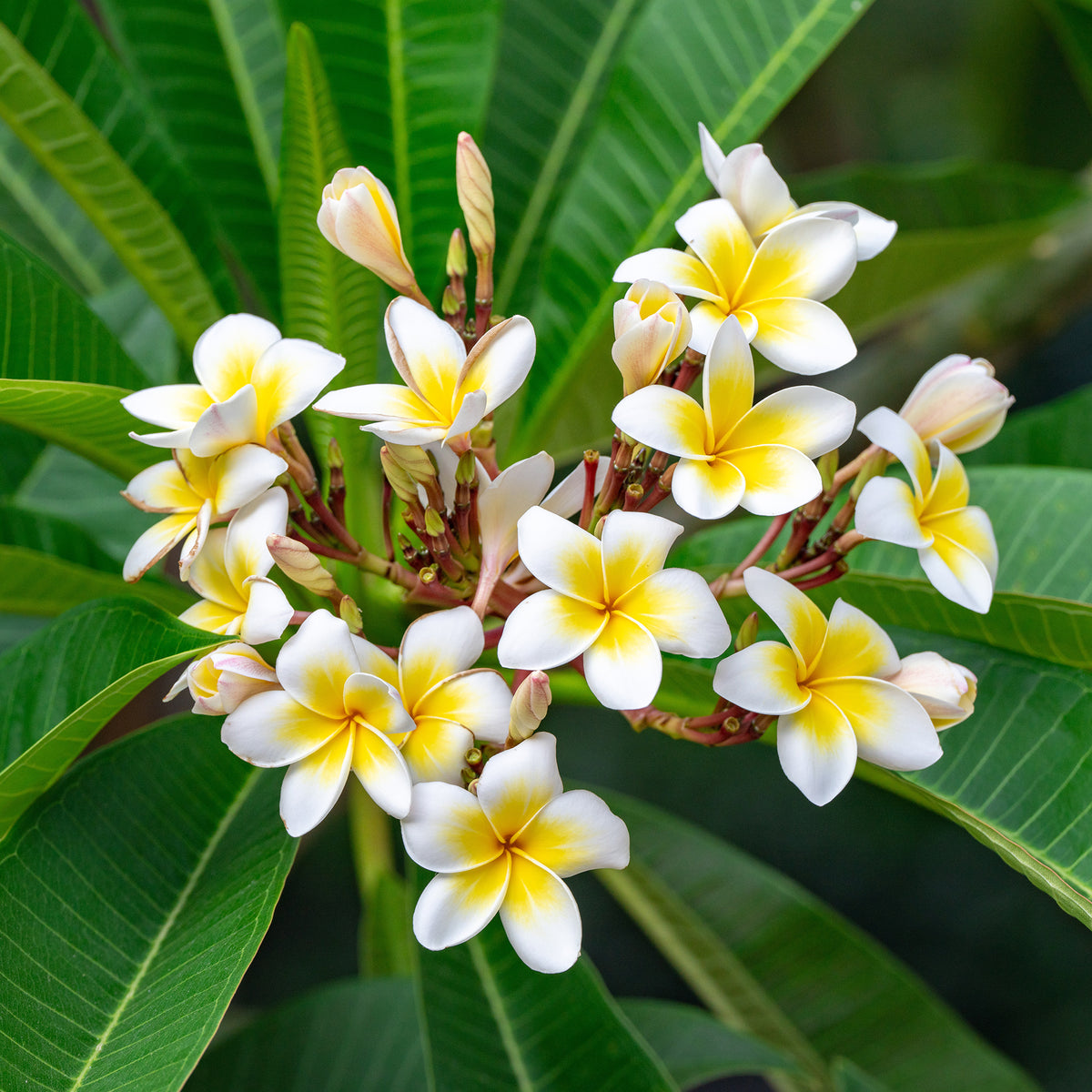 Frangipani - Plumeria alba - Willemse