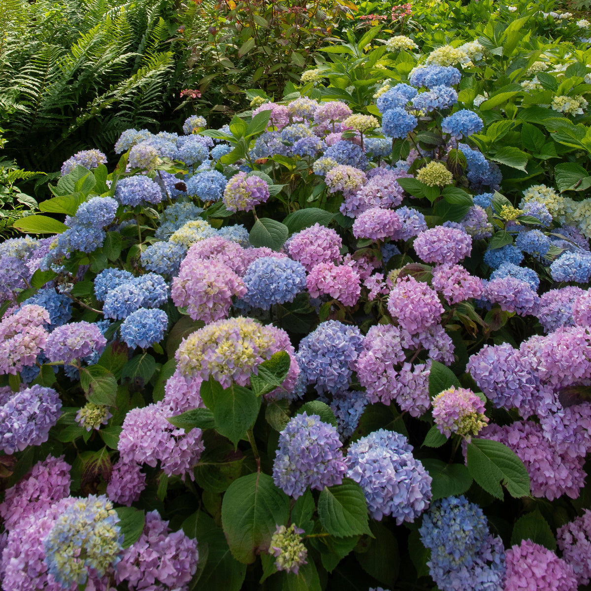Boerenhortensia 'Tricolore' - Hydrangea macrophylla - Willemse