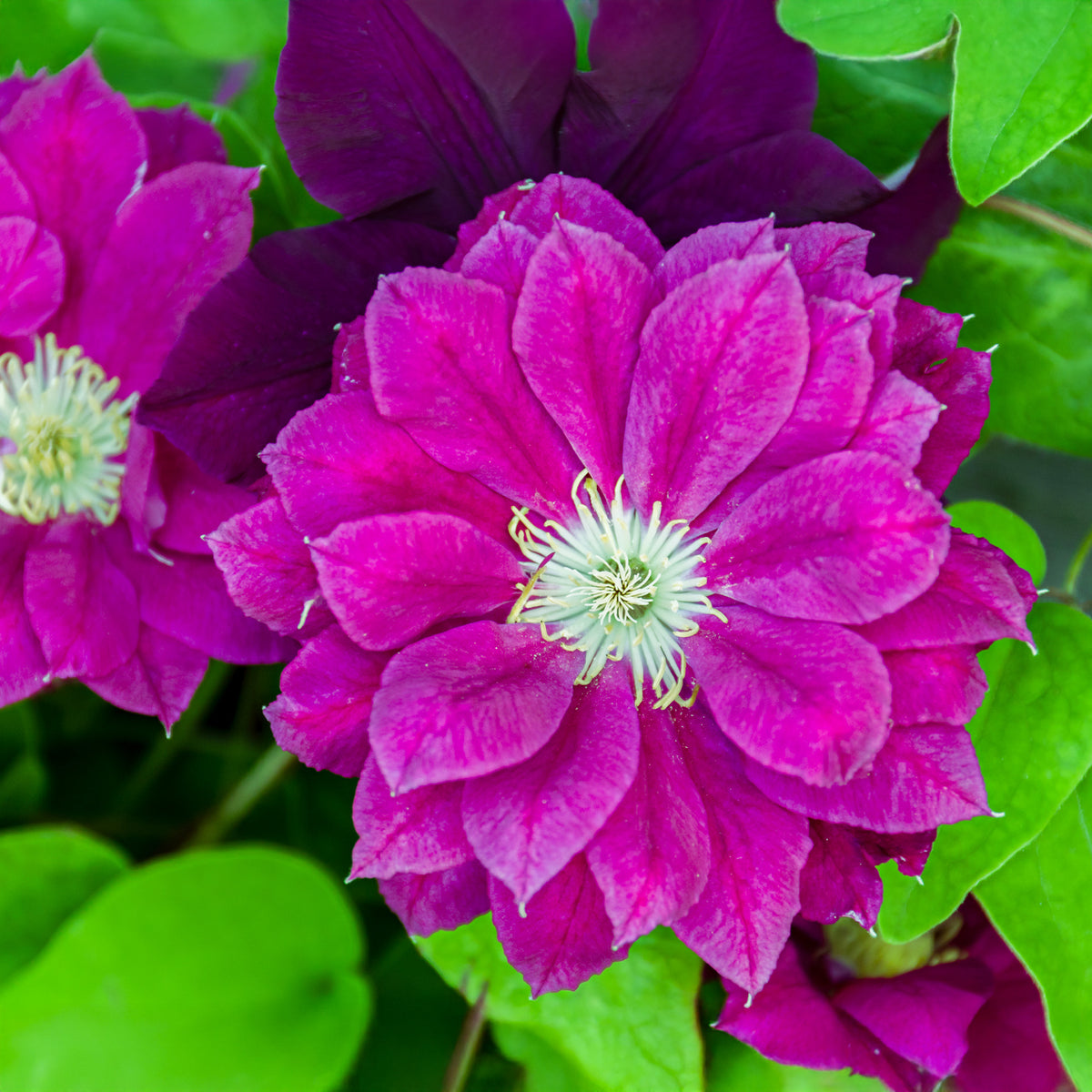 Bosrank Red star - Willemse