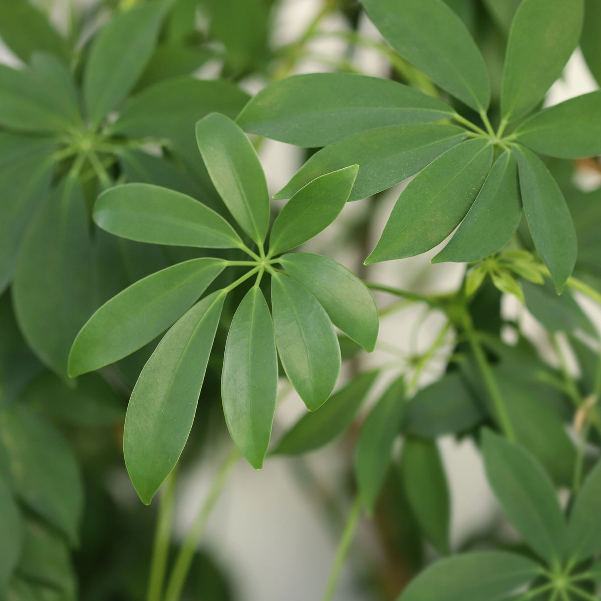 Schefflera arboricola - Vingerplant - Groene kamerplanten voor interieur