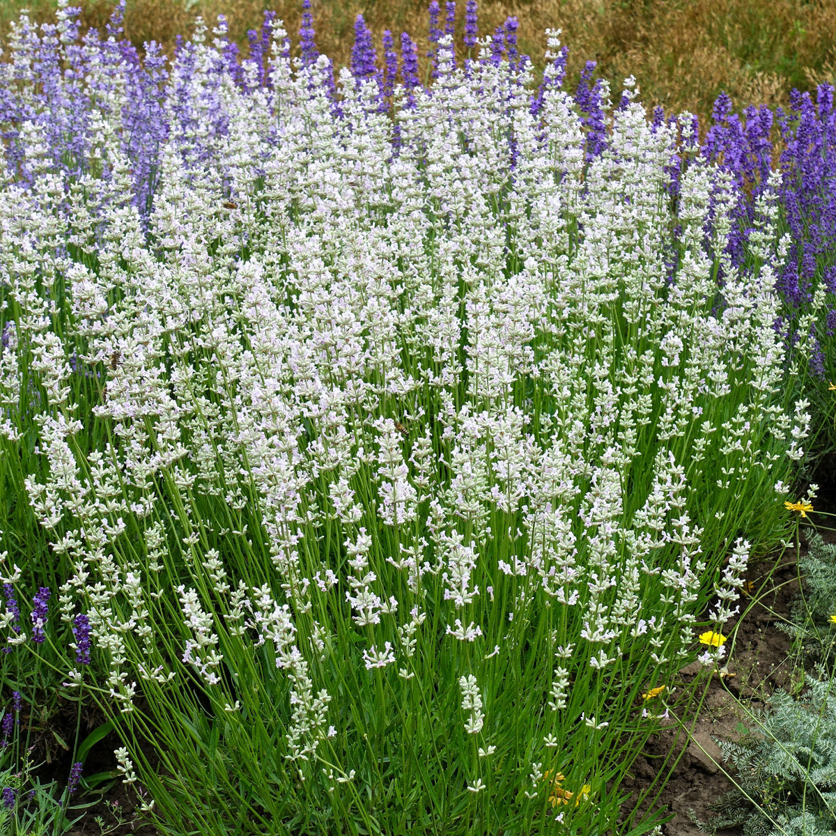 Lavendel 'Alba' (x2) - Lavandula angustifolia alba - Willemse