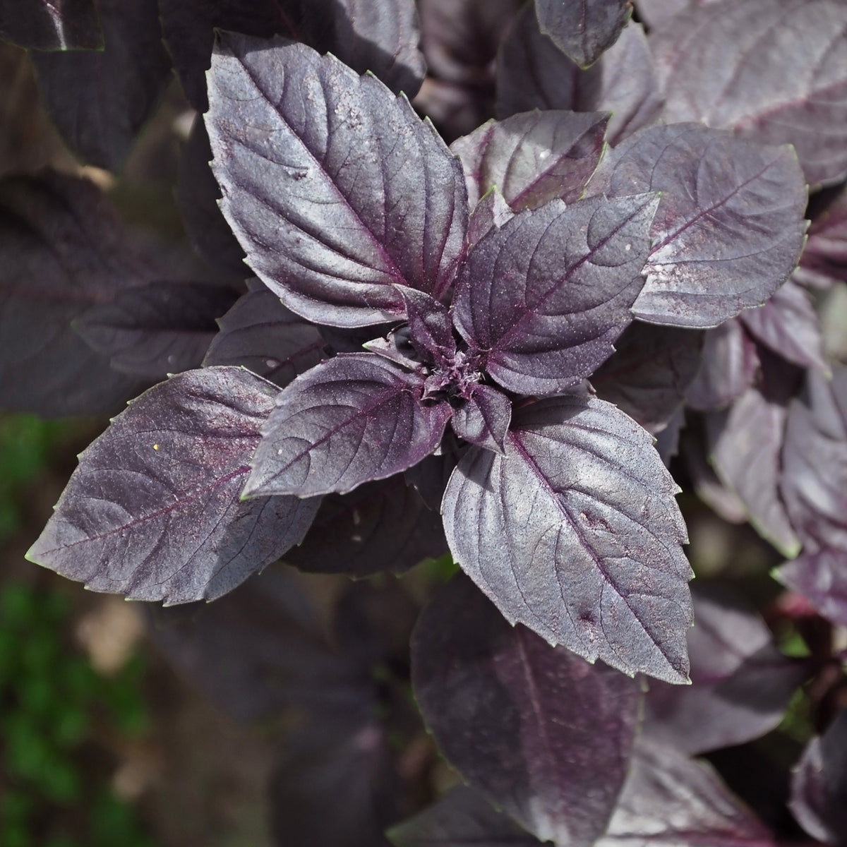 Rode basilicum - Willemse