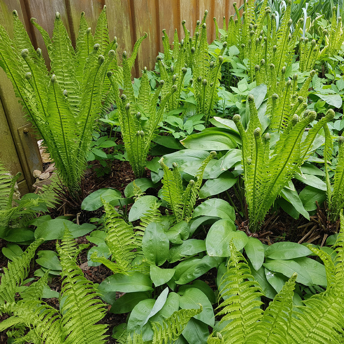 Struisvaren (x2) - Matteuccia struthiopteris - Willemse