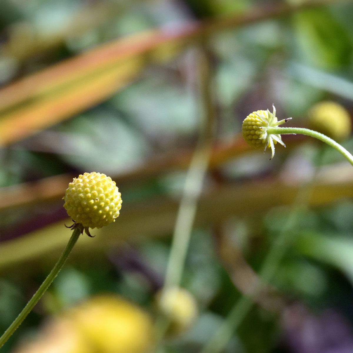 Snoepjesplant Cephalophora Pineapples - Willemse