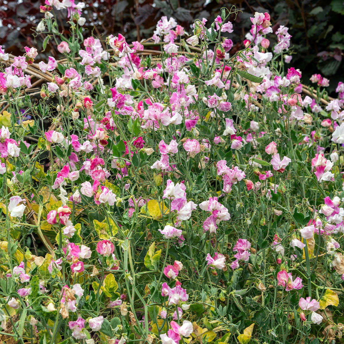 Lathyrus Reukerwt Painted lady - Lathyrus odoratus grandiflorus painted lady 1937 - Willemse