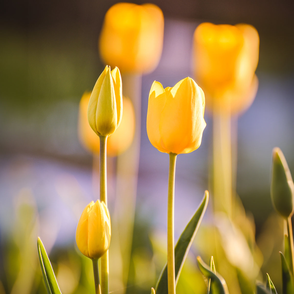 Langstelige tulp geel (x5) - Willemse