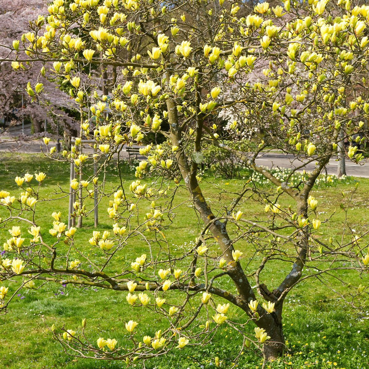 Magnolia 'Yellow Lantern' - Magnolia Yellow Lantern - Willemse