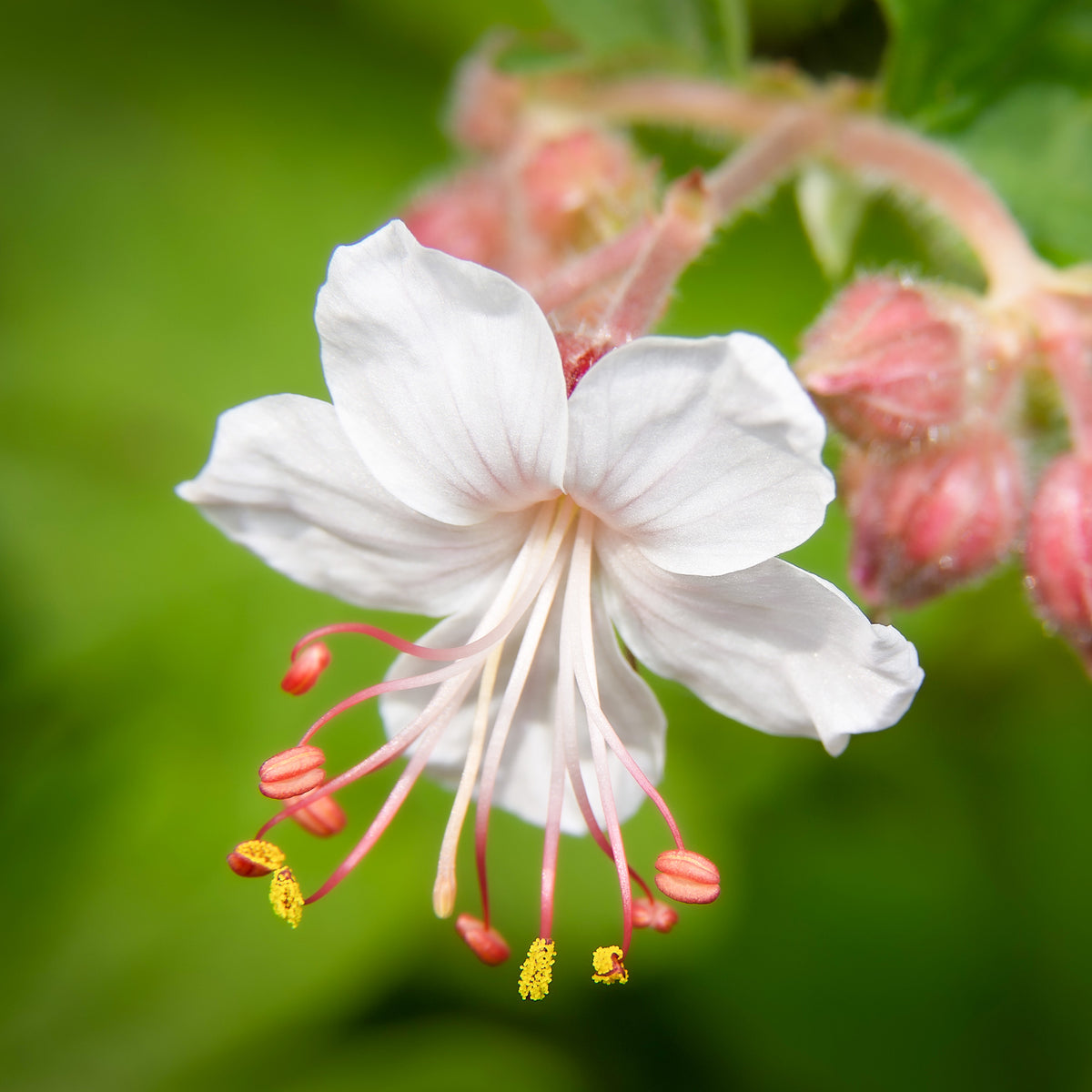 Geraniums - Ooievaarsbek 'Spessart' - Geranium macrorrhizum Spessart