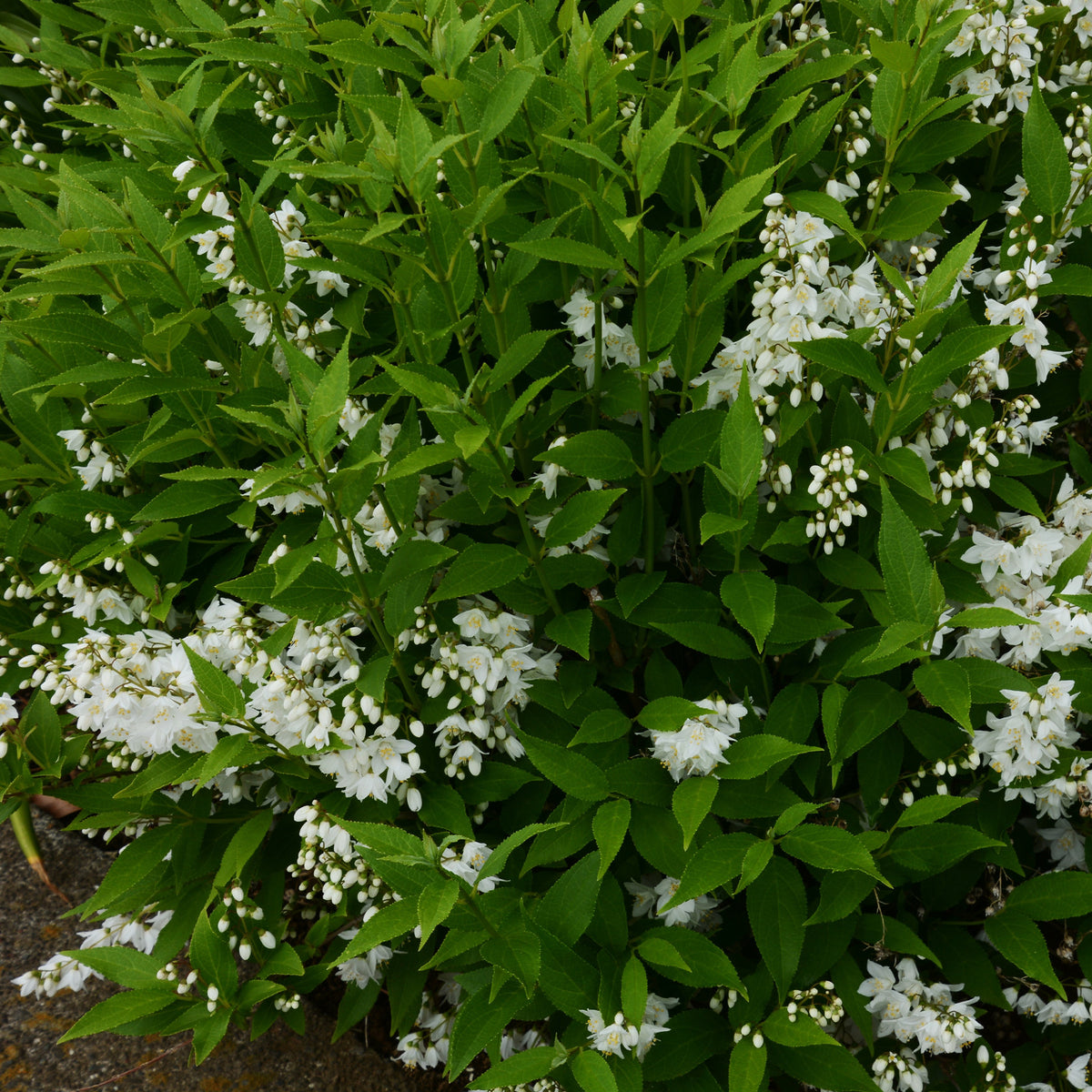 Pulchra Bruidsbloem - Deutzia pulchra - Willemse