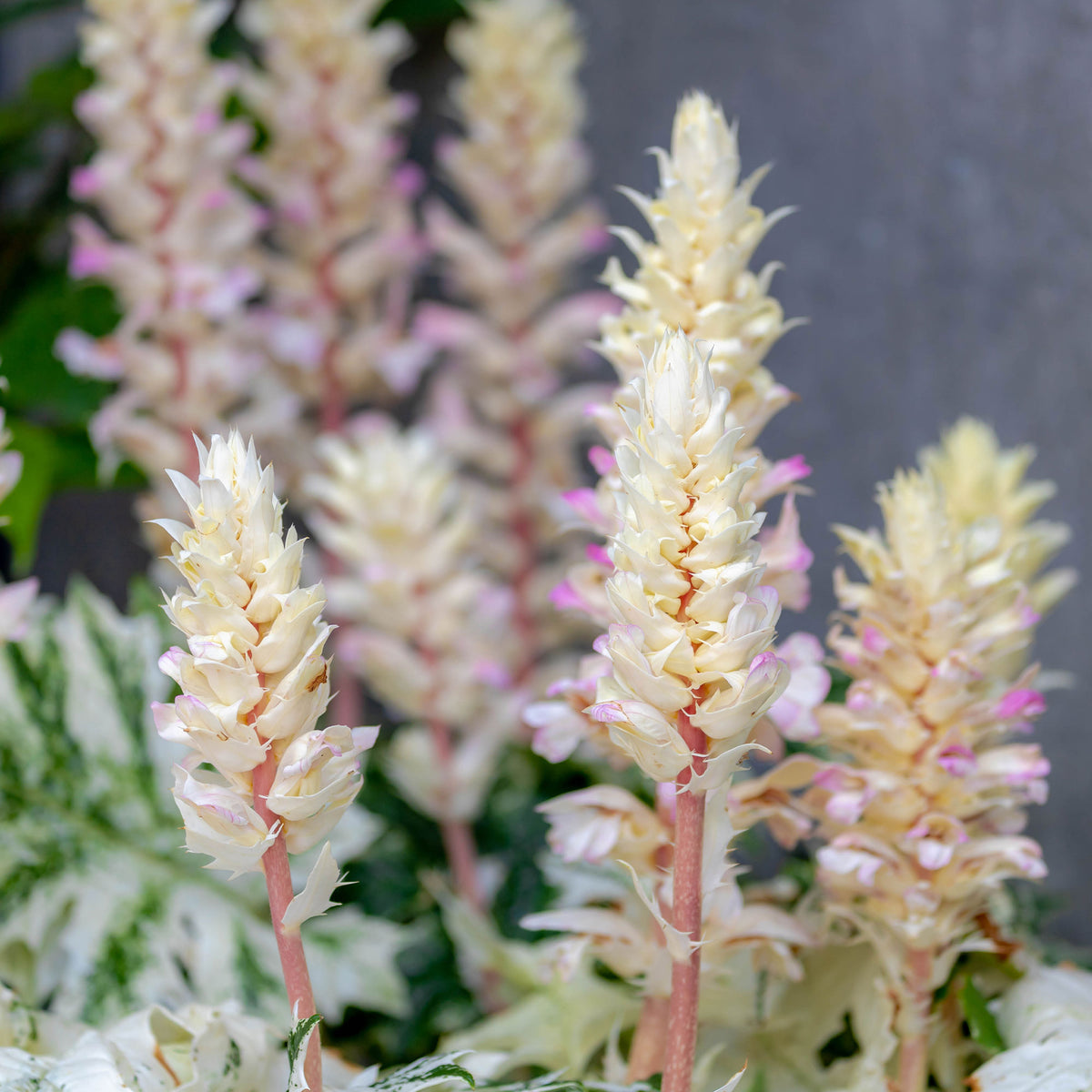 Stekelige berenklauw de Tasmanie Angel - Willemse