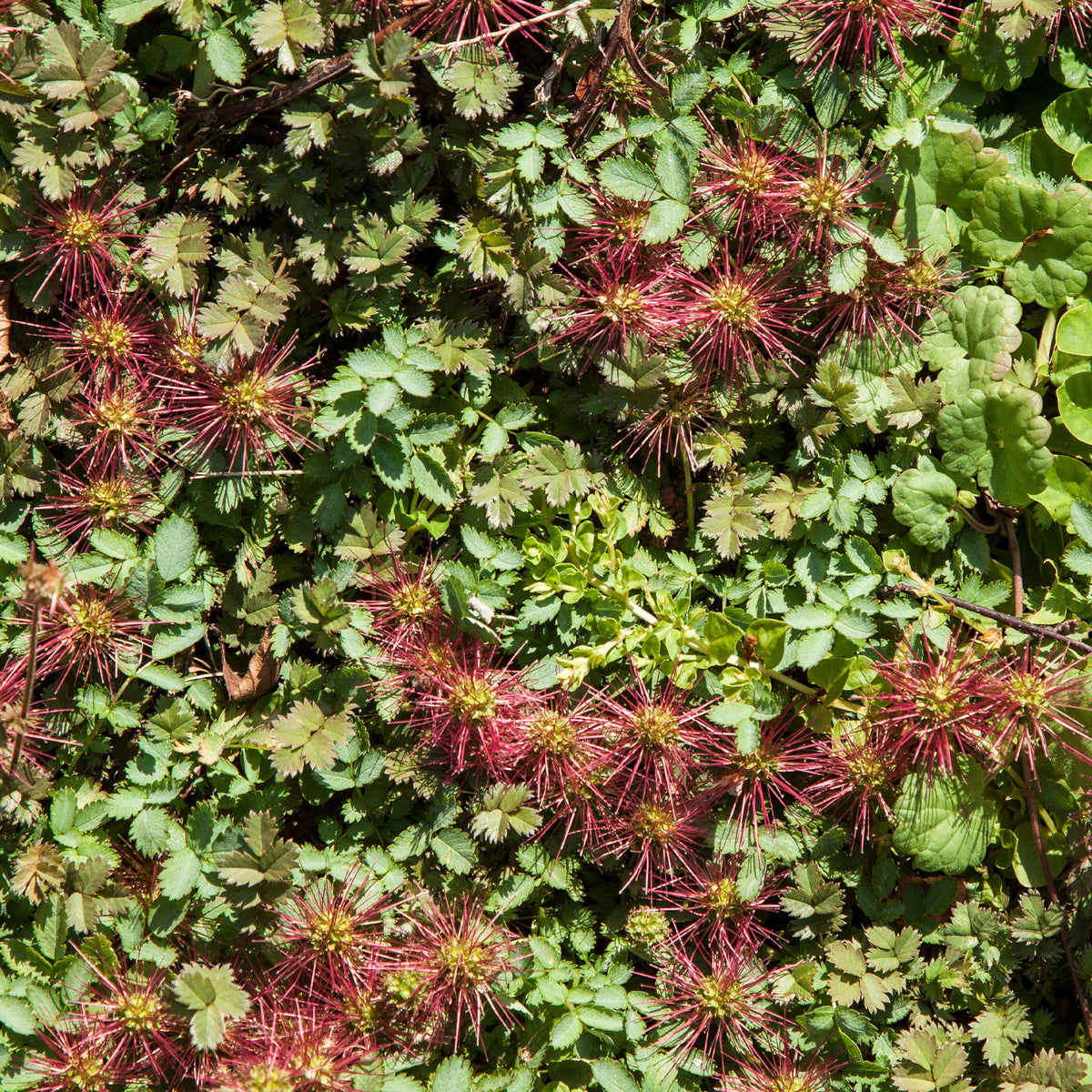 Stekelnootje Kupferteppich - Willemse