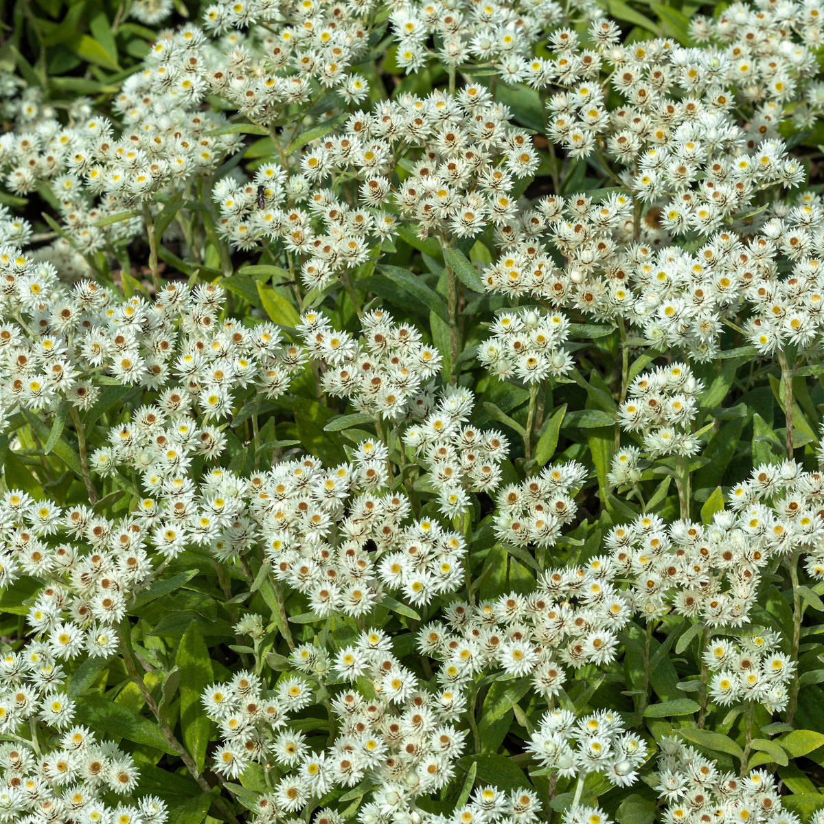 Marokkaanse kamille Sommerschnee - Willemse
