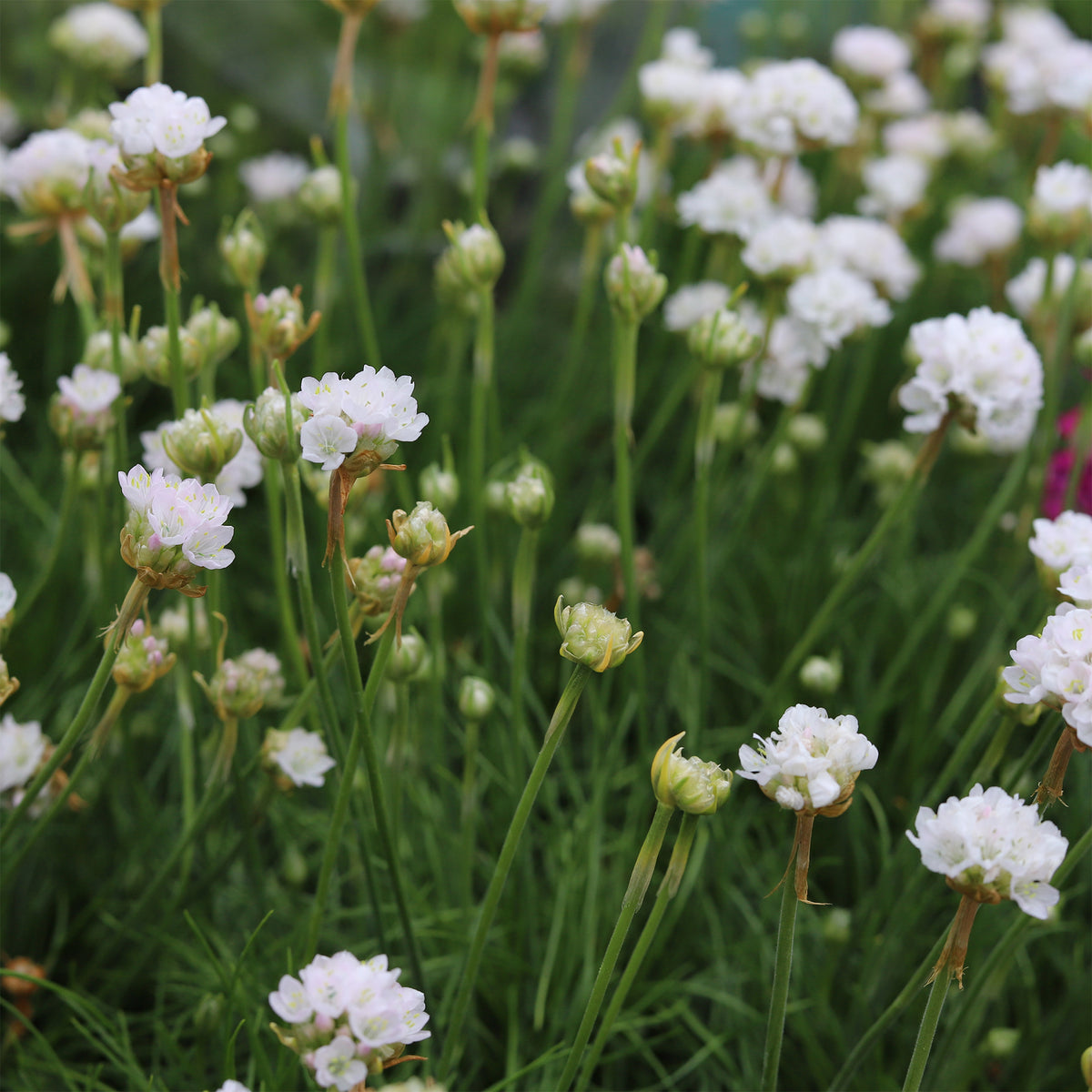 Engels gras 'Alba' - Willemse
