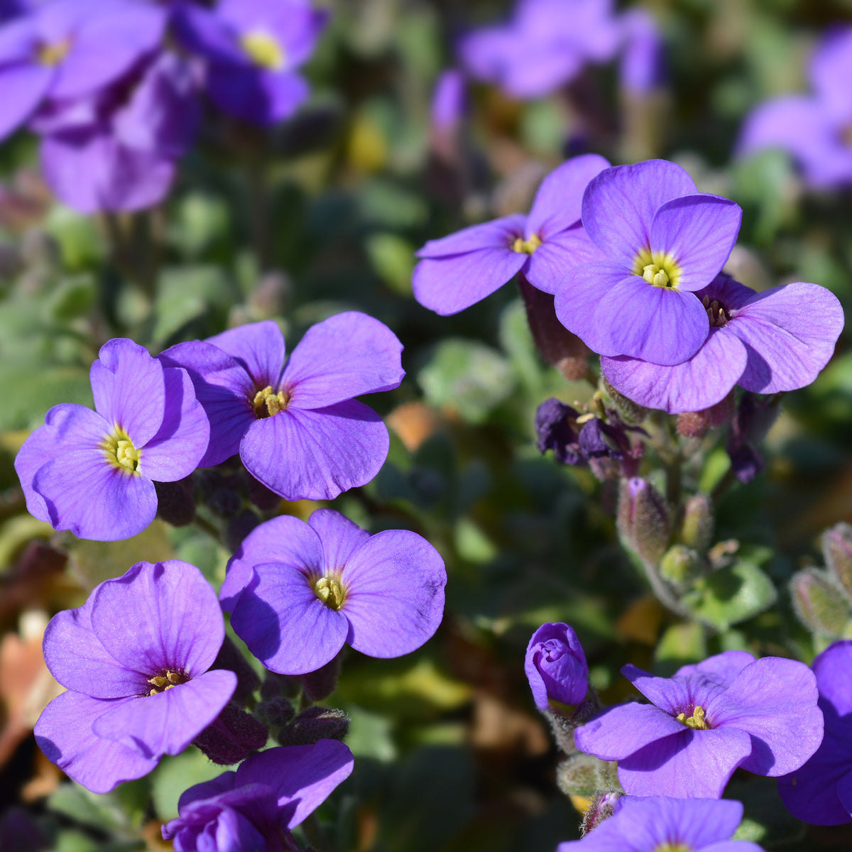 Randjesbloem / Blauwkussen Cascade Purple - Willemse