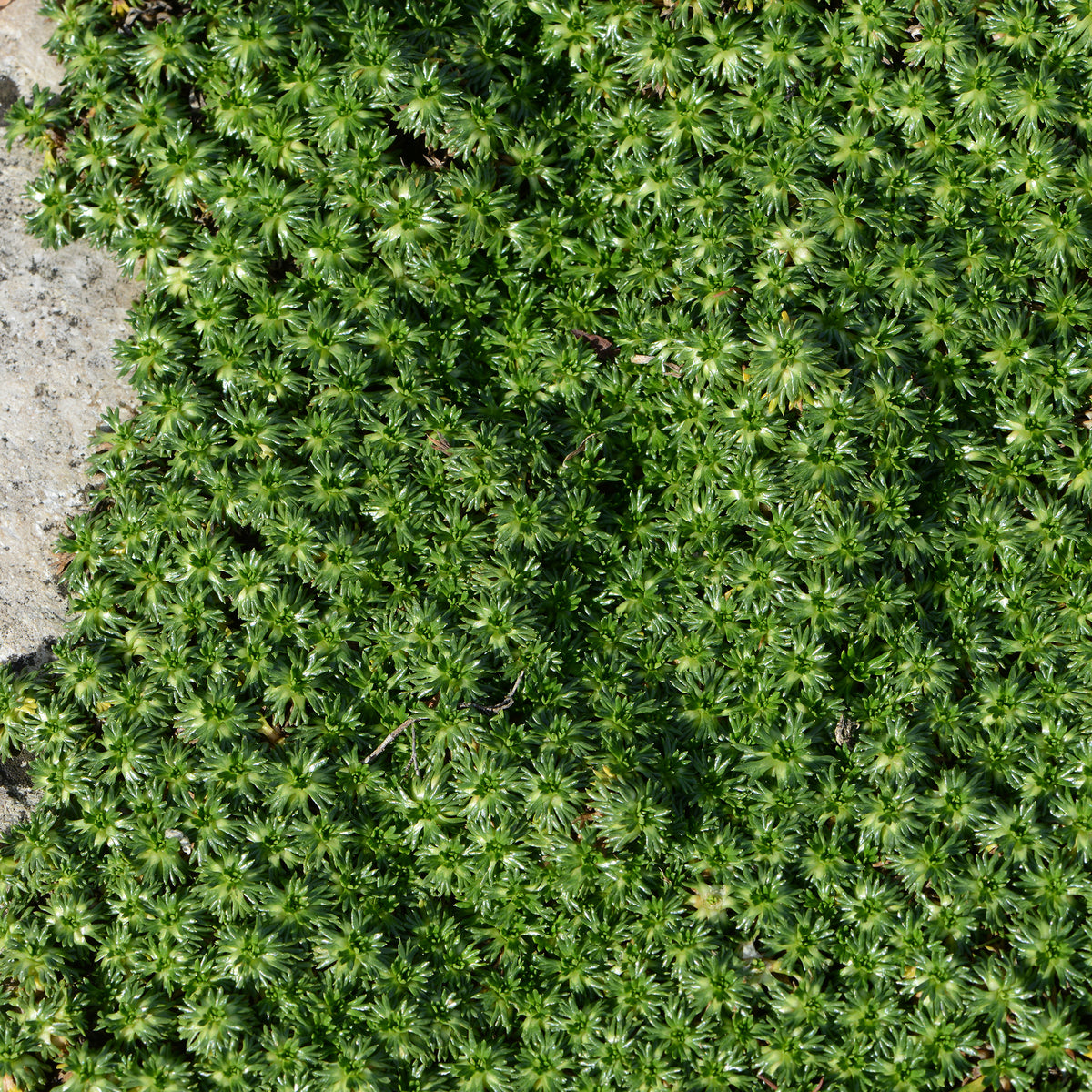 Andeskruid - Willemse