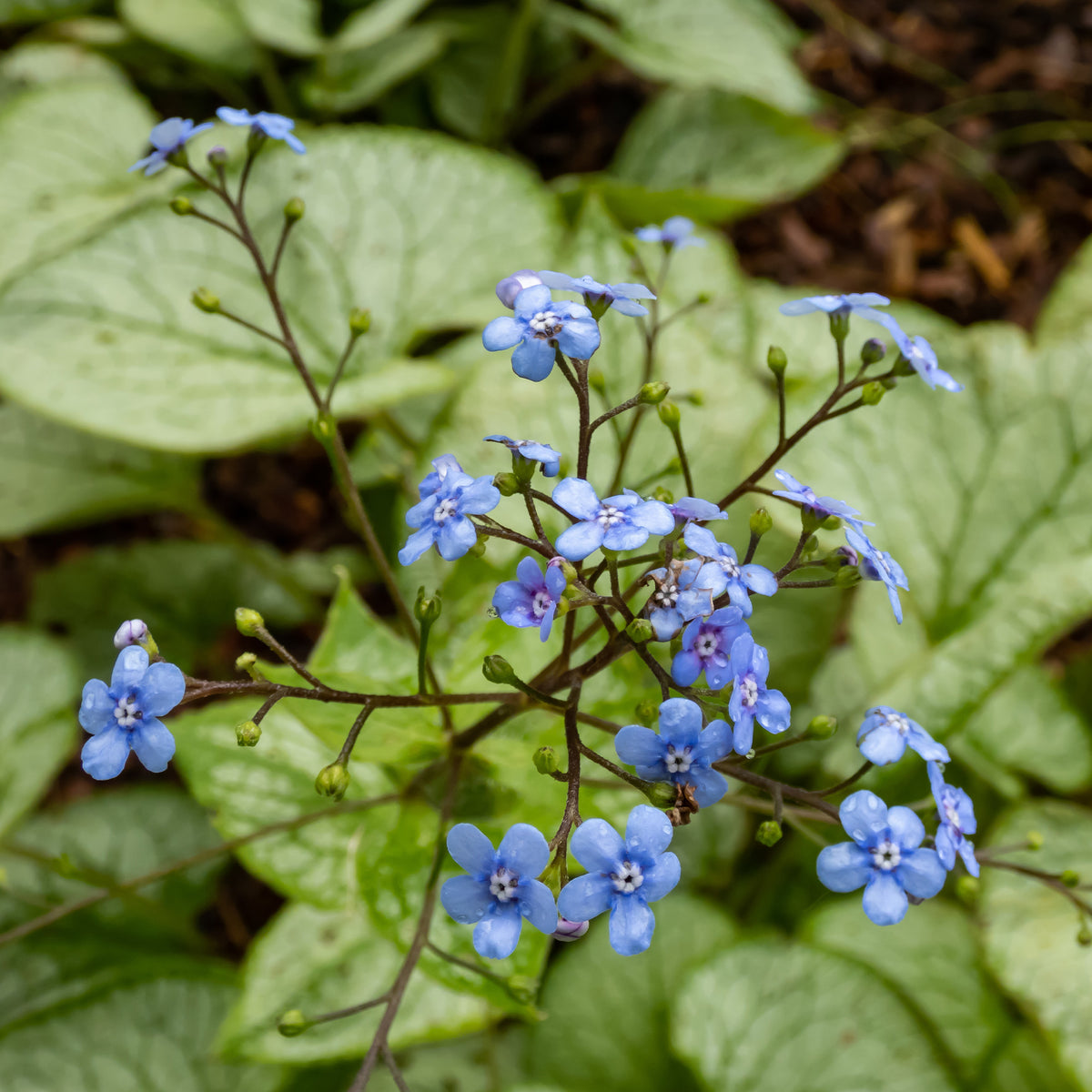 Brunnera macrophylla Silver Heart - Kaukasisch vergeet-mij-nietje Zilverhart - Myosotis