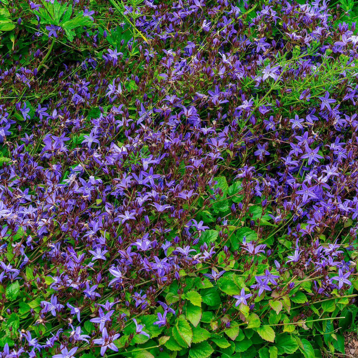 Kruipklokje Stella - Willemse