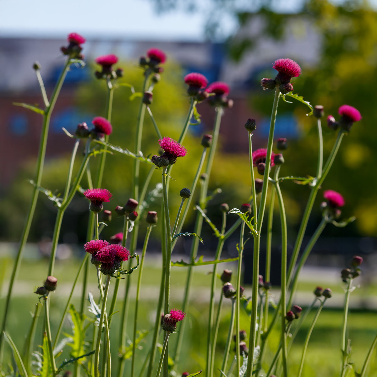 Cirsium rivulare atropurpureum - Vederdistel - Bloeiende vaste planten