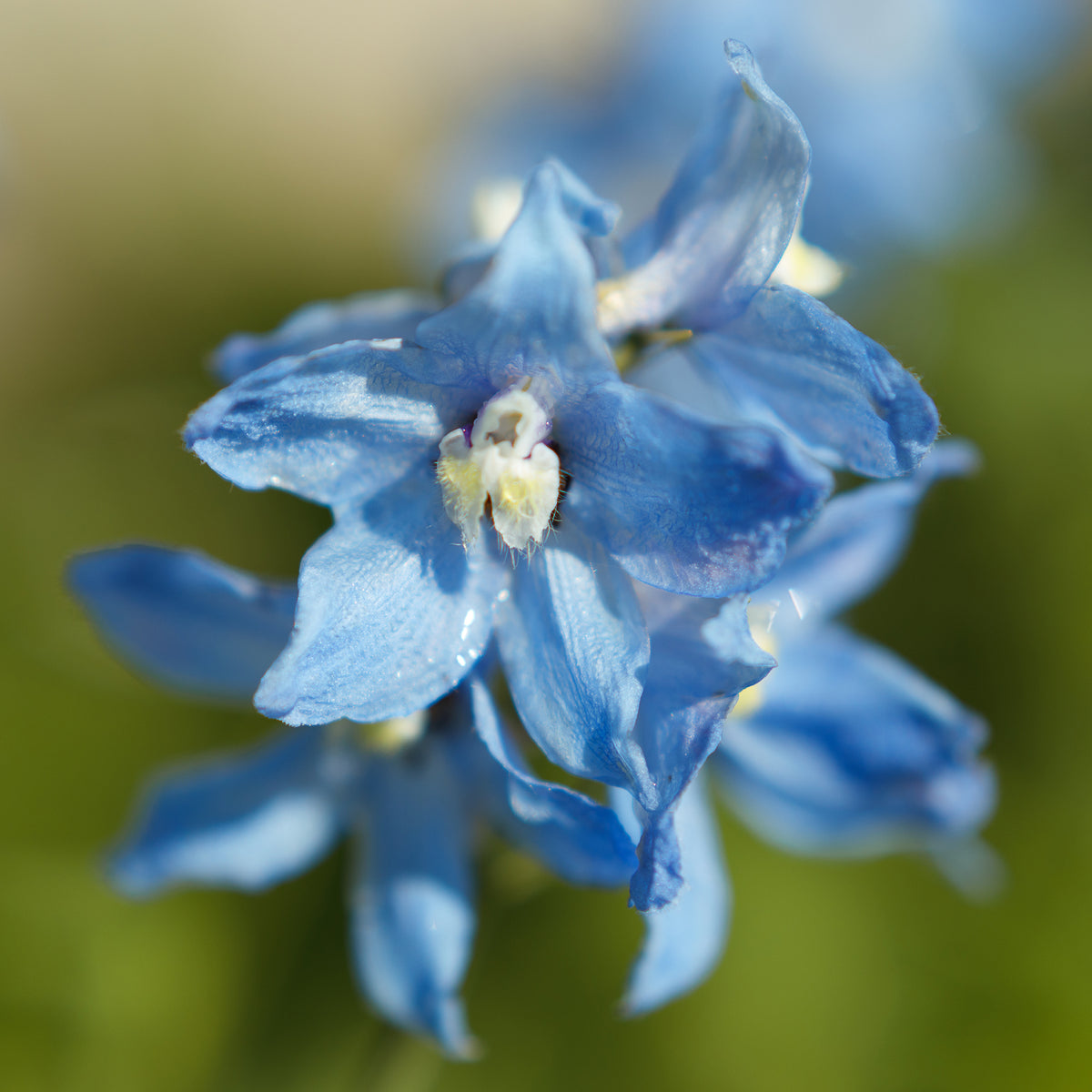 Ridderspoor Cliveden Beauty - Willemse