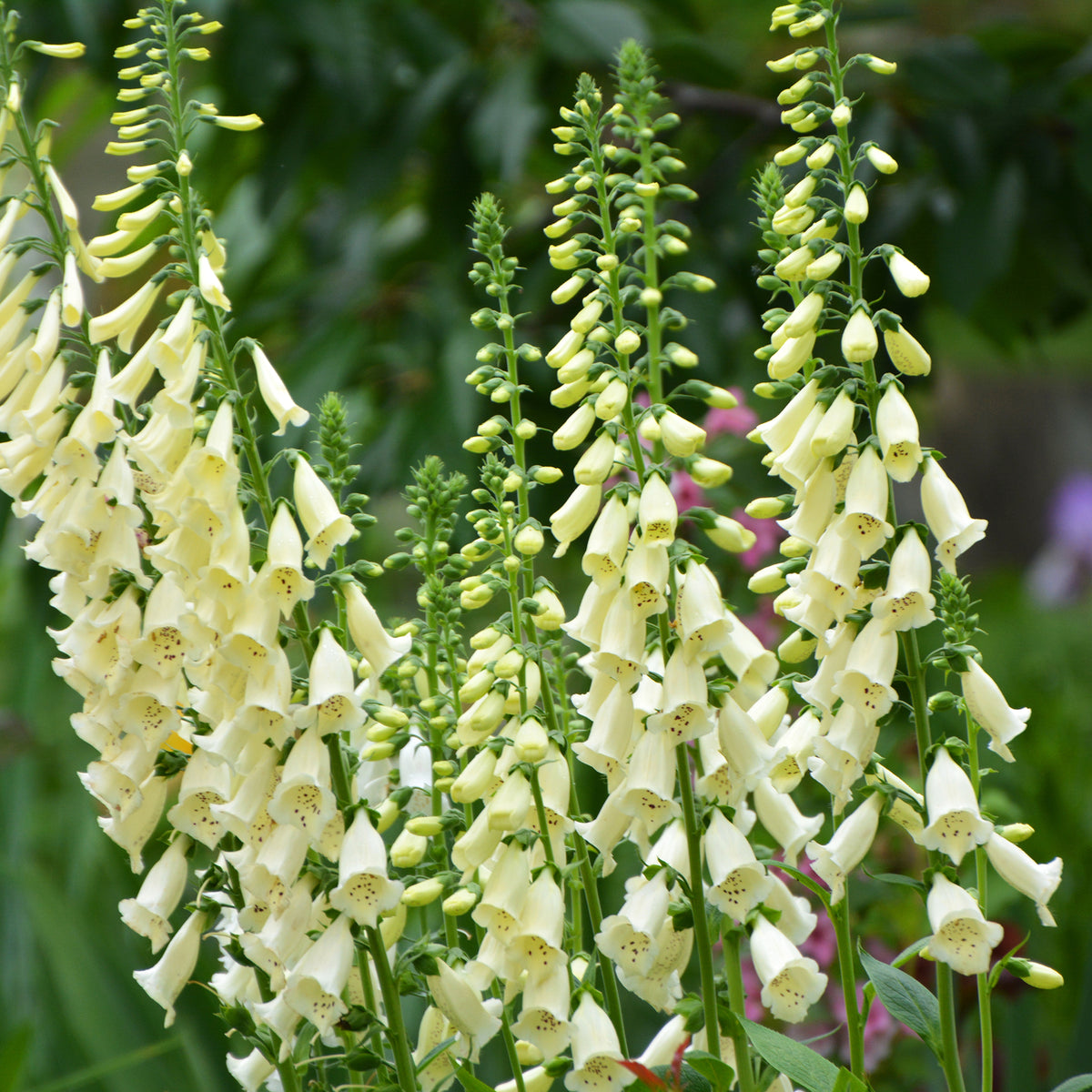 Wit vingerhoedskruid