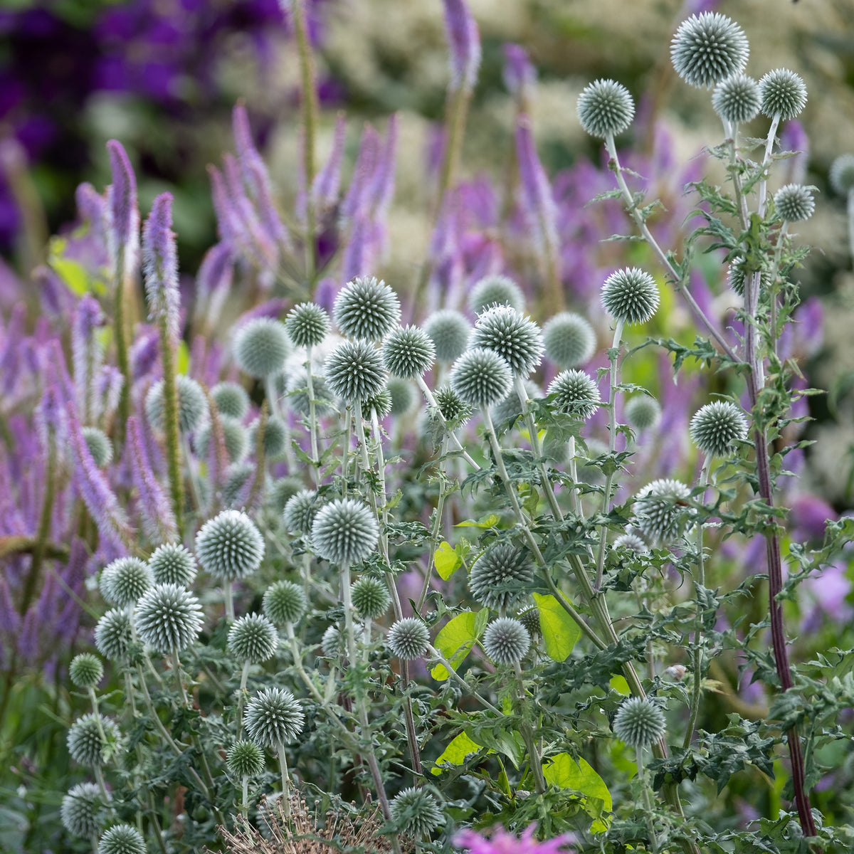 Vaste planten - Kogeldistel 'Star Frost' - Echinops bannaticus star frost