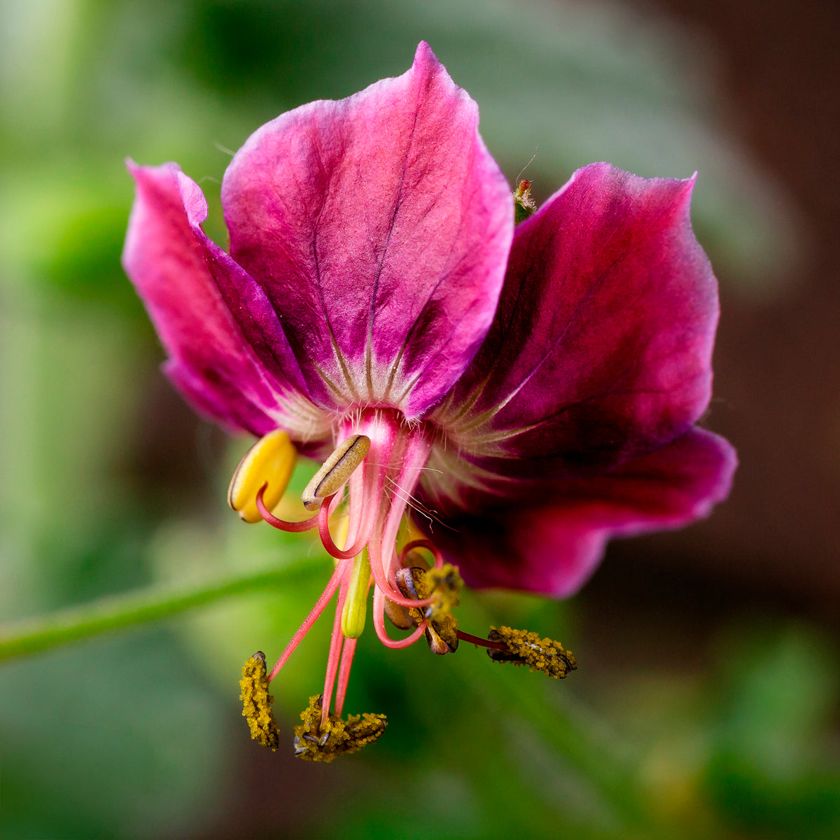 Geraniums - Donkere ooievaarsbek Samobor - Geranium phaeum samobor