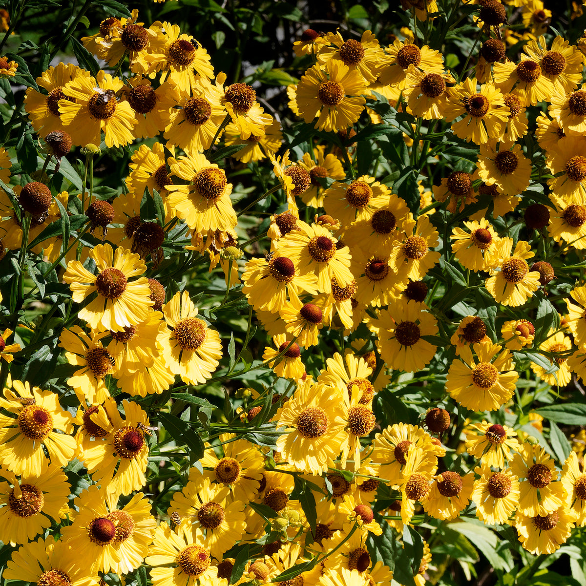 Helenium autumnale Pumilum Magnificum - Zonnekruid Pumilum Magnificum - Helenium