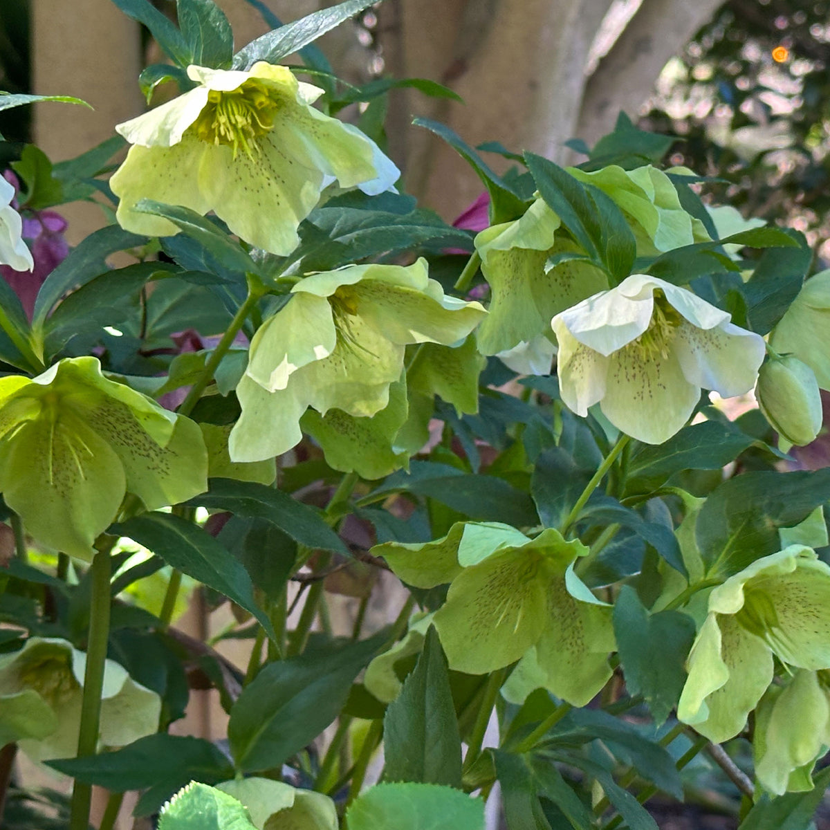Kerstroos green spotted - Helleborus orientalis Green Spotted - Willemse