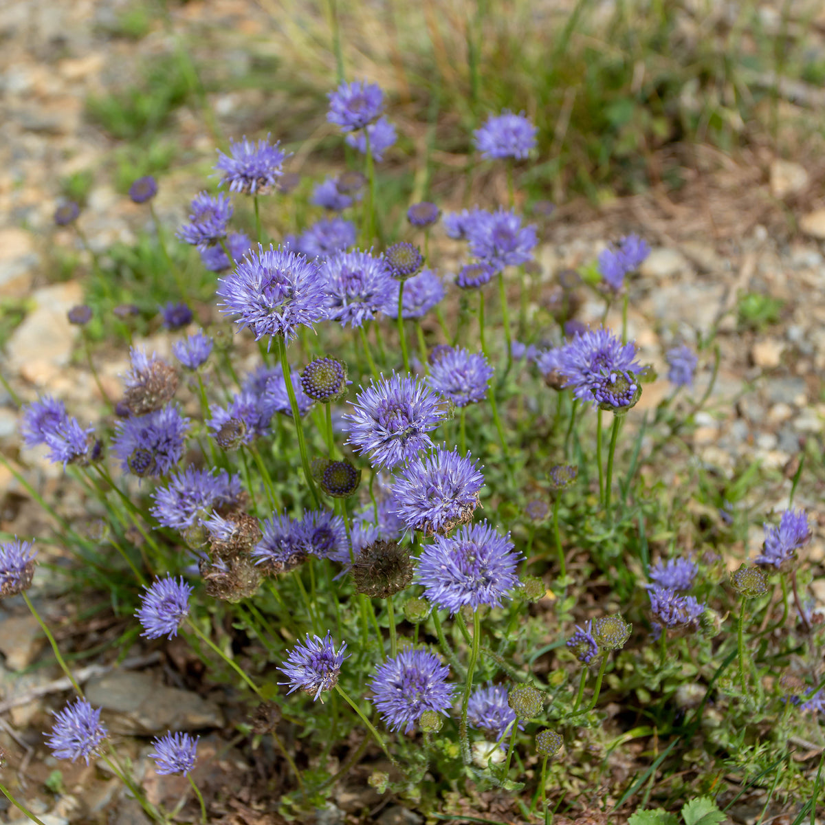 Zandblauwtje Blaulicht - Willemse