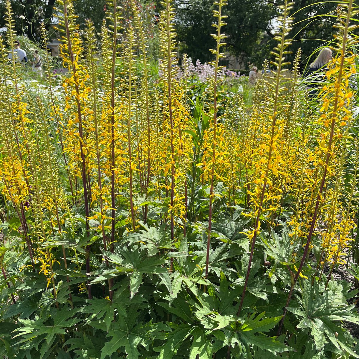 Kruiskruid Przewalskii - Willemse