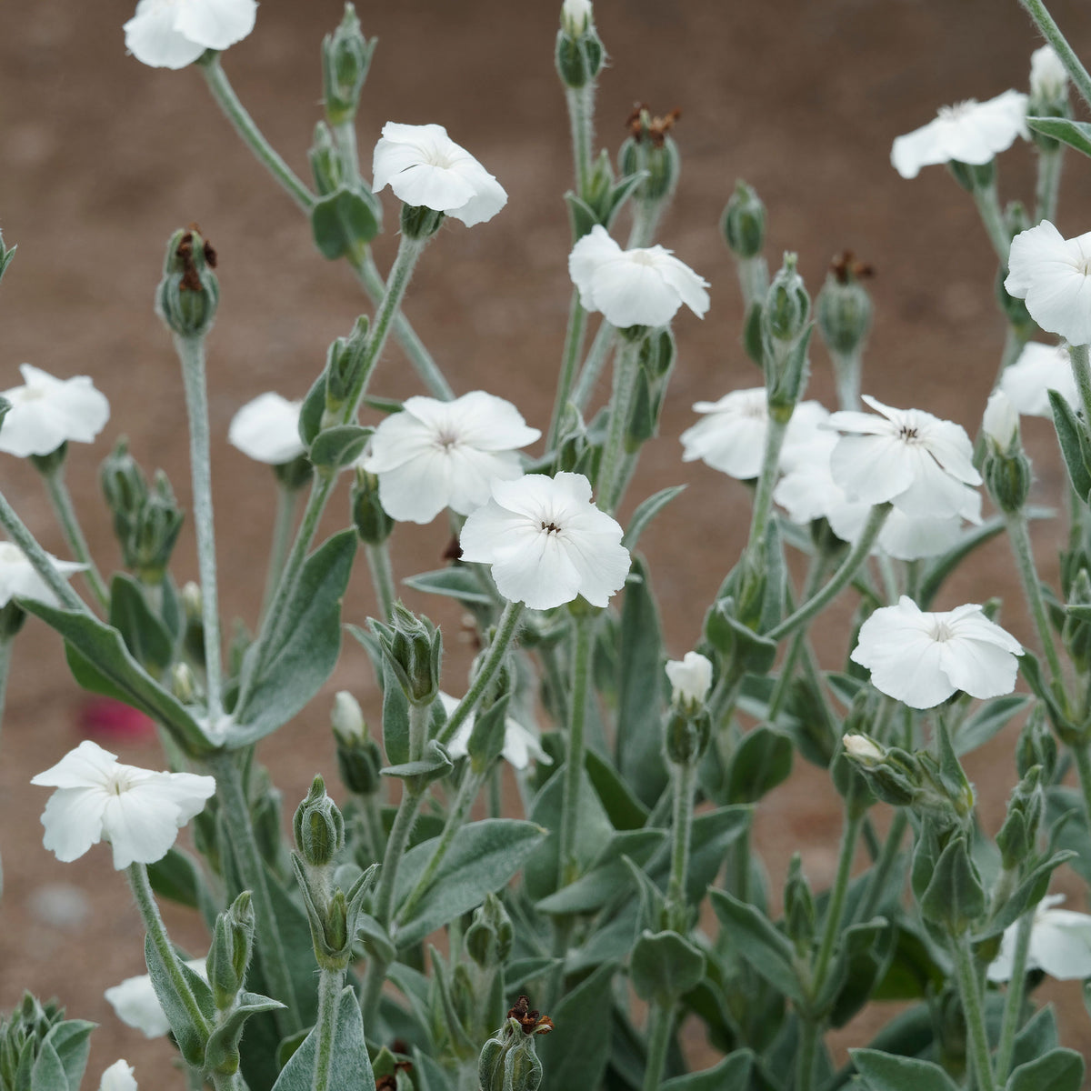 Prikneus Alba - Willemse