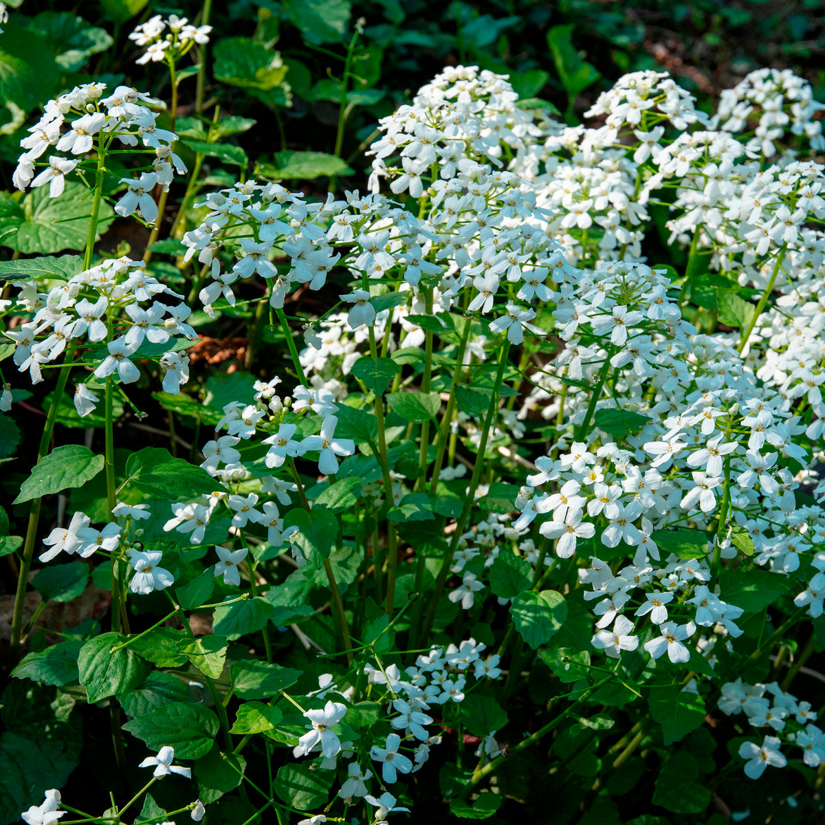 Pachyphragma macrophyllum - Kaukasische look zonder look - Vaste planten