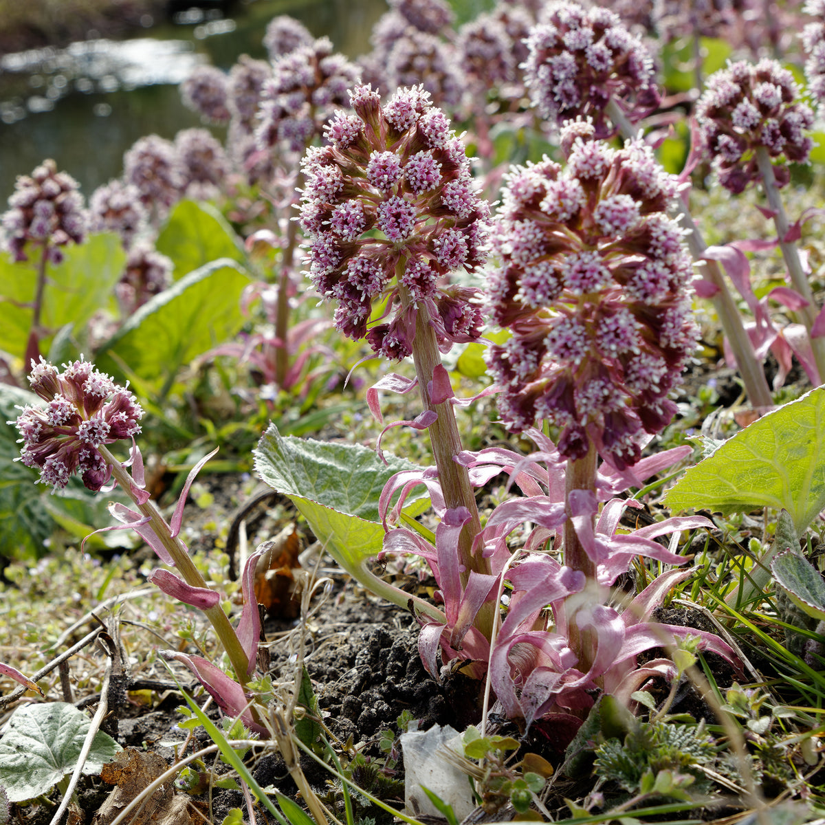 Hoefblad - Petasites hybridus - Willemse