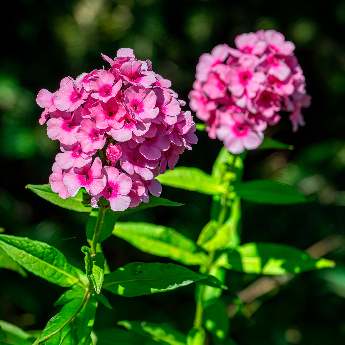 Vlambloem 'Eva Cullum' - Willemse