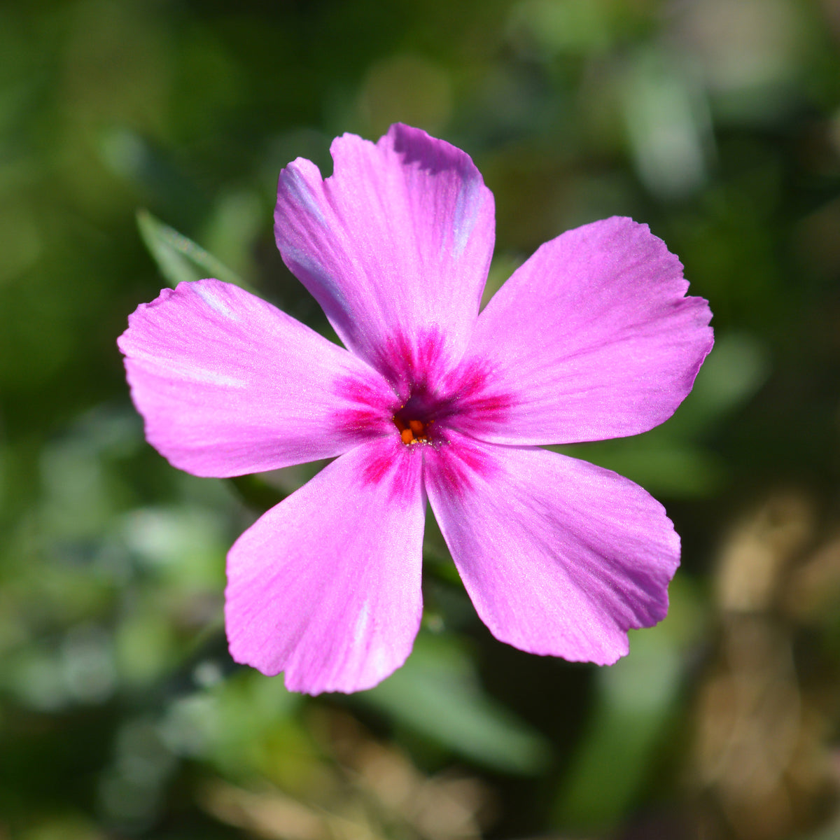 Vlambloem McDaniel's Cushion - Phlox subulata Mcdaniels Cushion - Willemse
