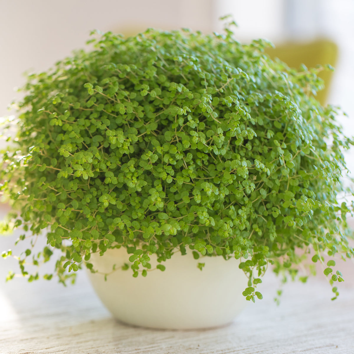 Soleirolia soleirolii / Slaapkamergeluk - Willemse