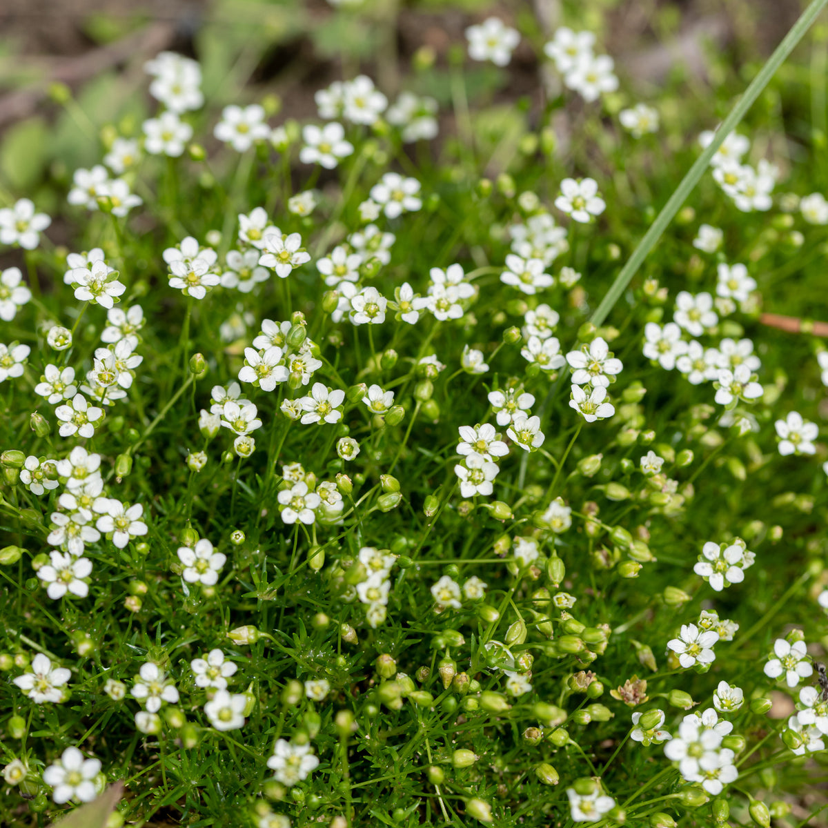 Verkoop Vetmuur - Sagina subulata