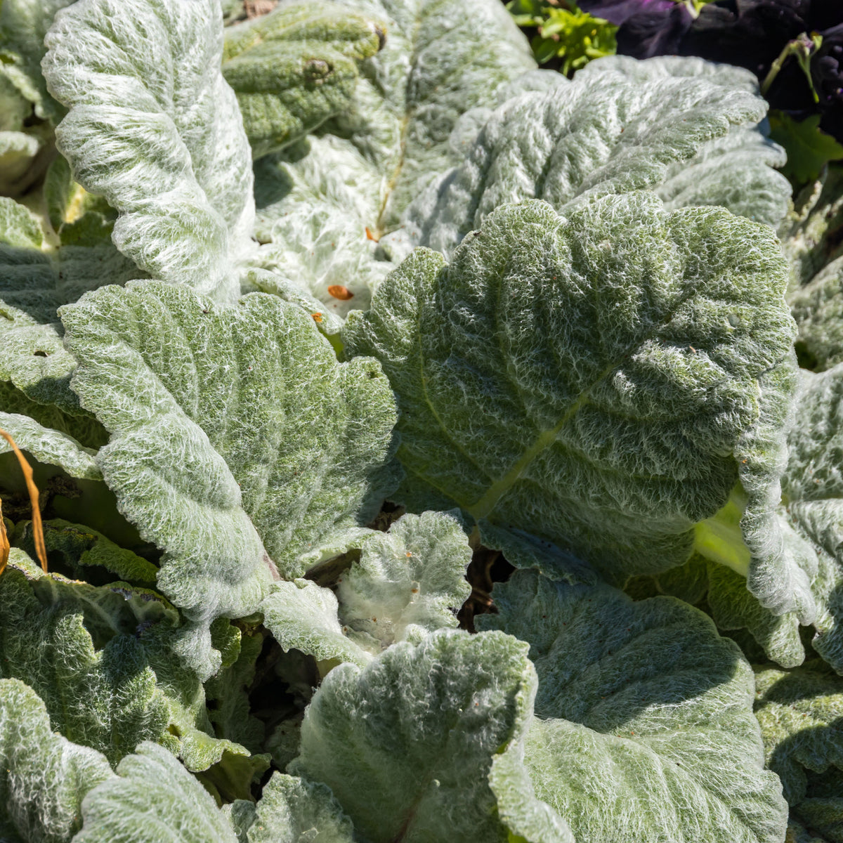 Verkoop Zilversalie - Salvia argentea