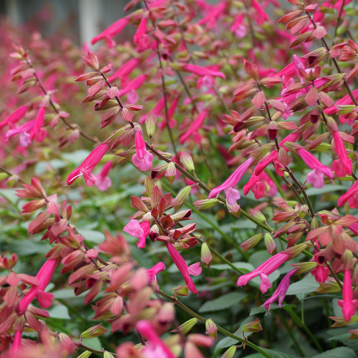 Salie - Siersalie Wendys Wish - Salvia Wendy's Wish