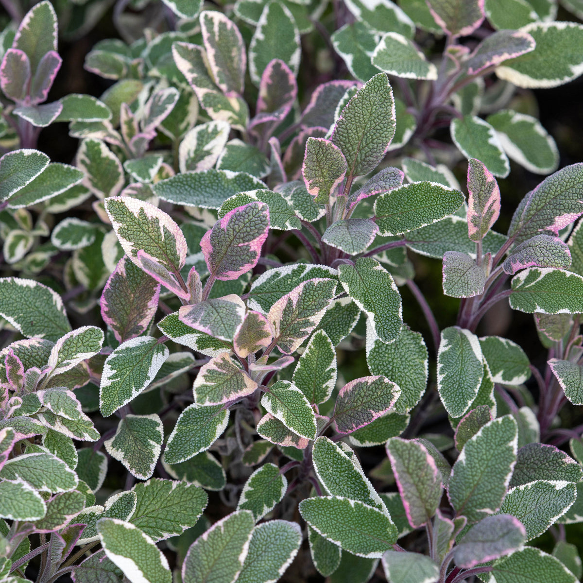 Echte salie - tricolor - Willemse