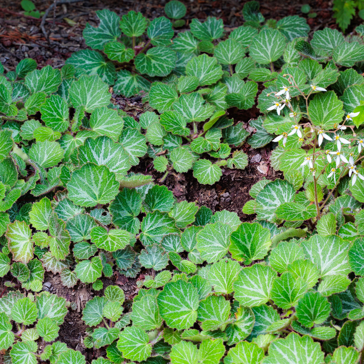 Saxifraga stolonifera cuscutiformis - Steenbreek Cuscutiformis - Saxifraga