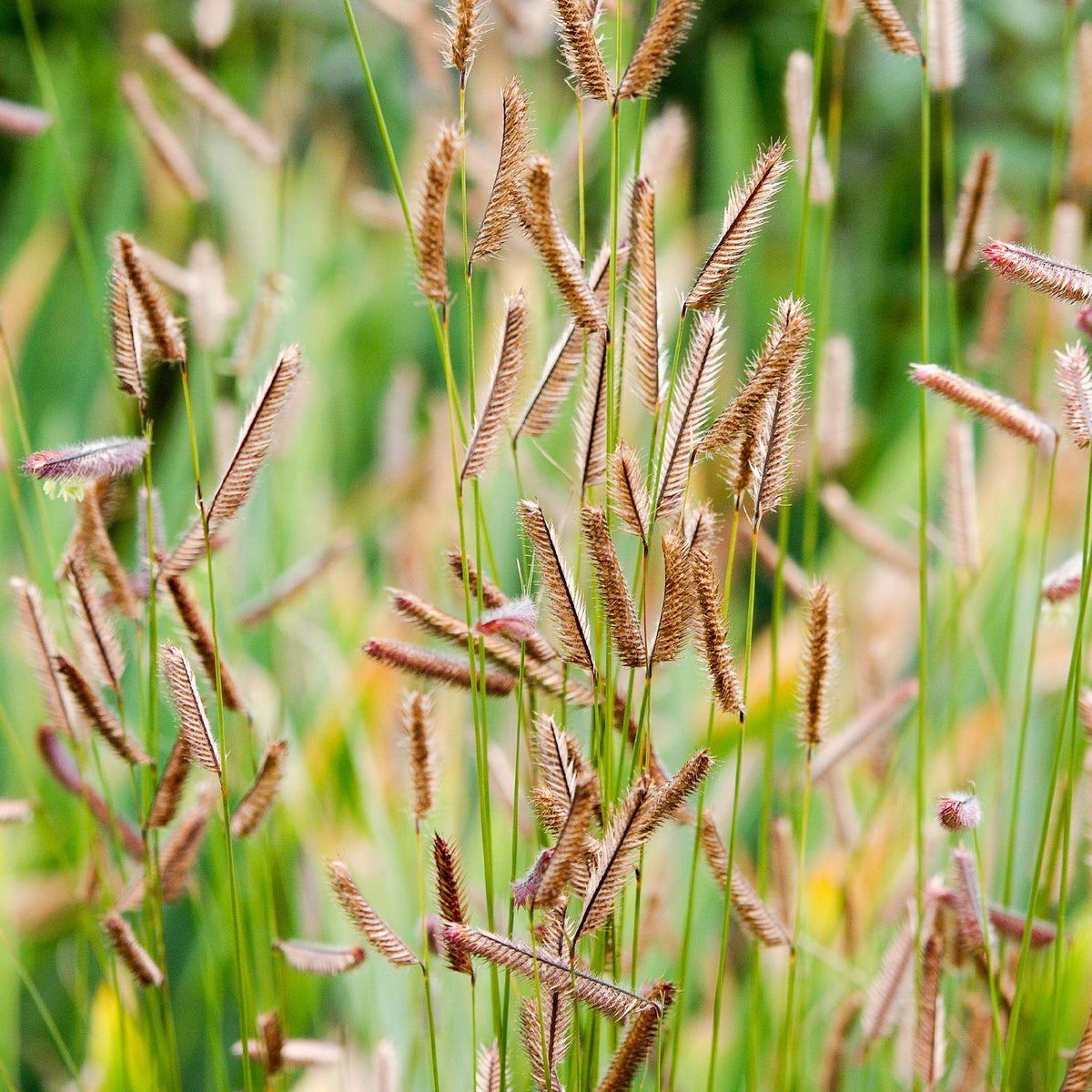Muskietgras - Willemse