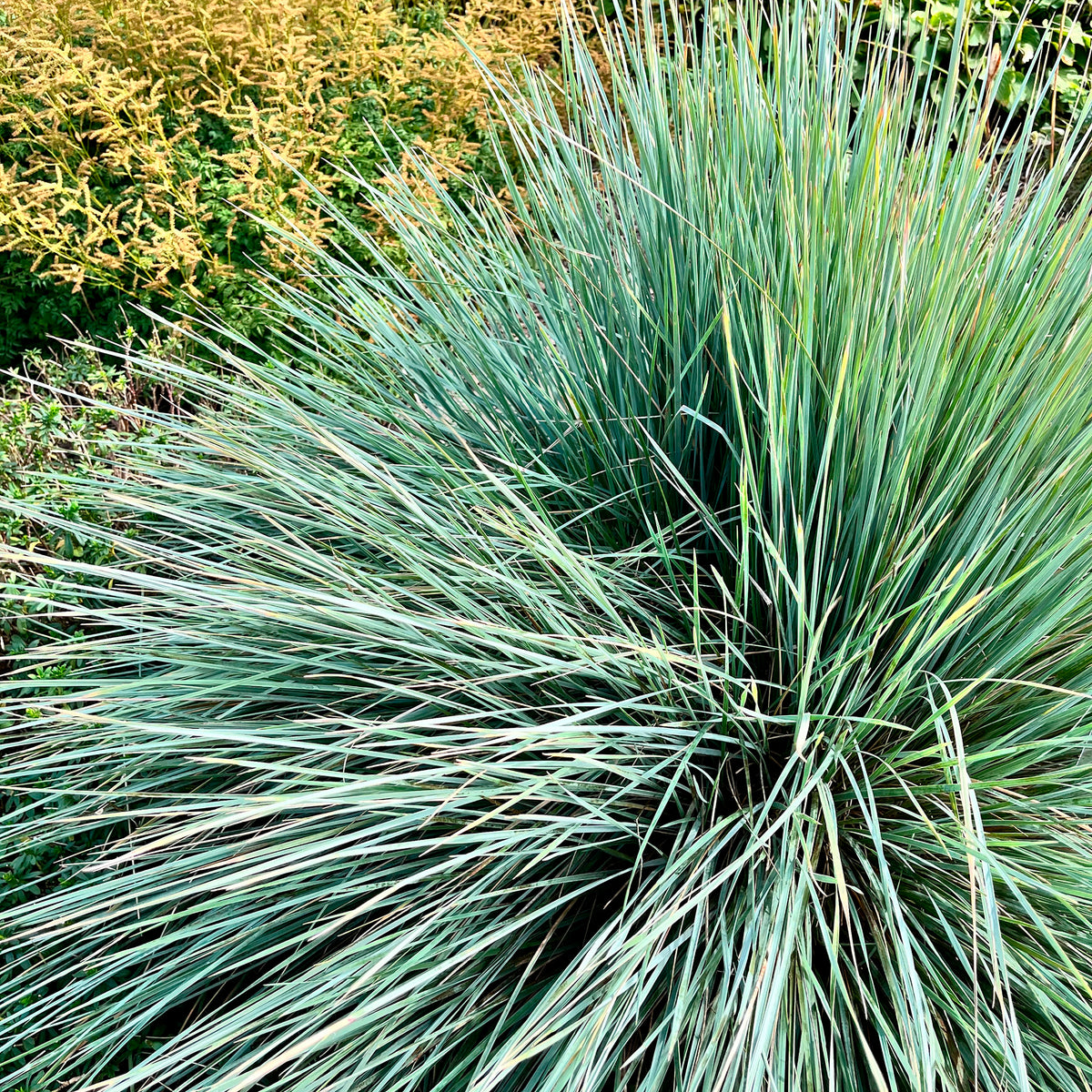 Sierhaver Pendula - Willemse