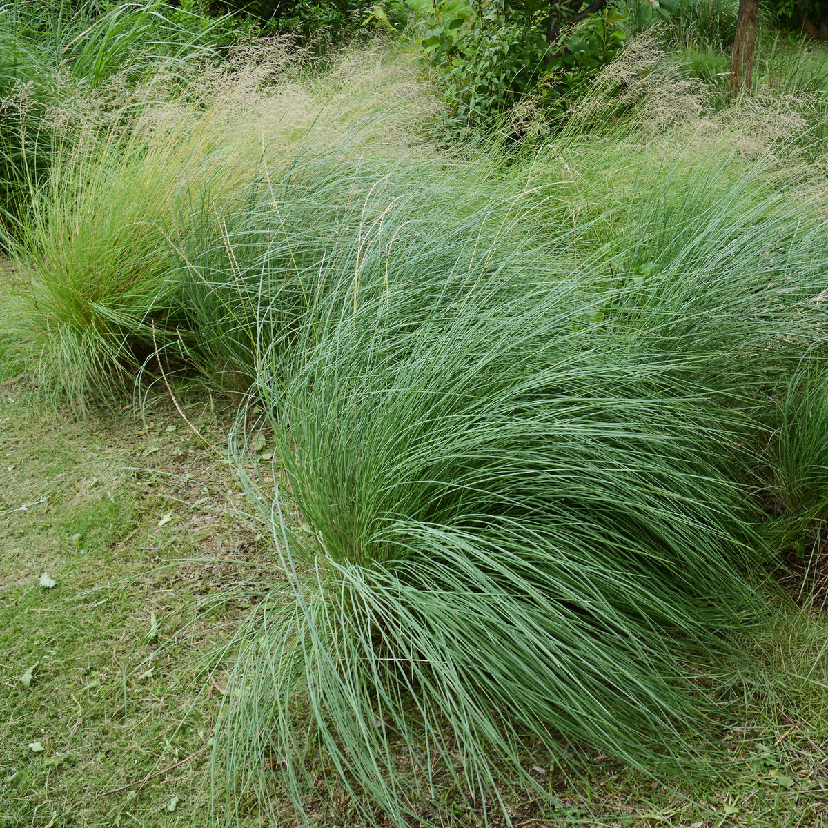 Muhlenbergia rigens - Willemse